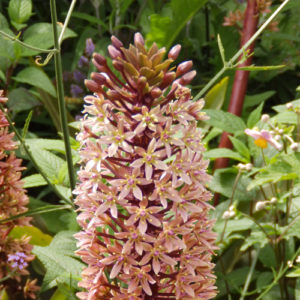 Eucomis 'Sparkling Burgundy'