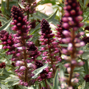 Lysimachia atropurpurea 'Beaujolais'