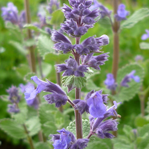 Nepeta 'Blue Dragon'