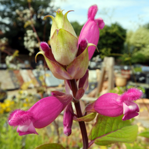 Salvia involucrata 'Bethellii'