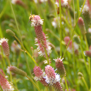 Sanguisorba 'Pink Tanna'