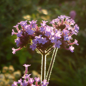 Verbena bonariensis