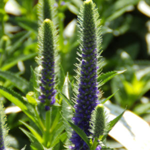 Veronica spicata 'Ulster Blue Dwarf'