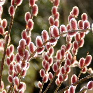 Salix gracilistyla Mount Aso