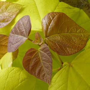 Catalpa bignonoides Aurea