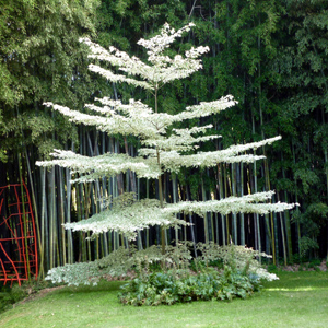 cornus contraversa variegata