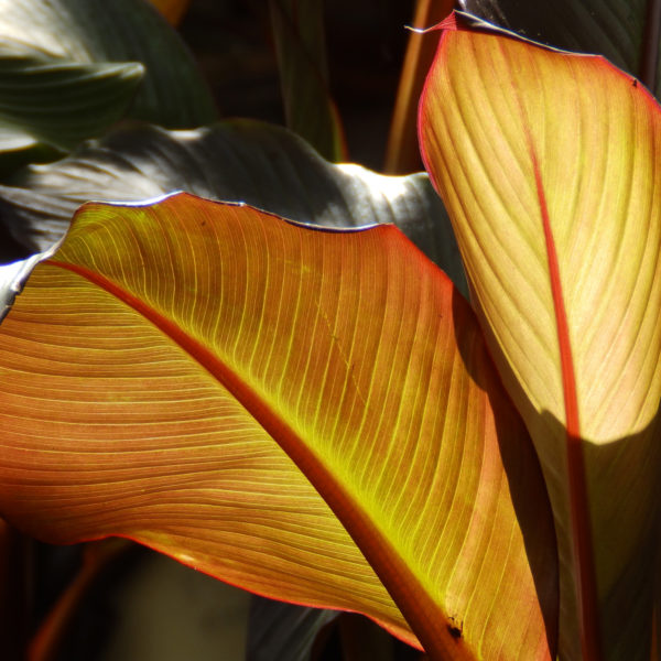 Other plants