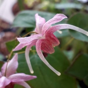 Epimedium grandiflorum x 'Pretty in Pink'