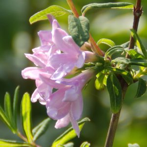 Lonicera syringantha