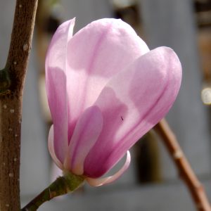 Magnolia denudata 'Festirose'