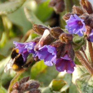 Pulmonaria 'Diana Clare'