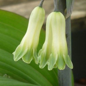 Polygonatum x hybridum 'Betburg'