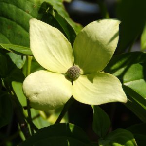 Cornus 'Norman Hadden'