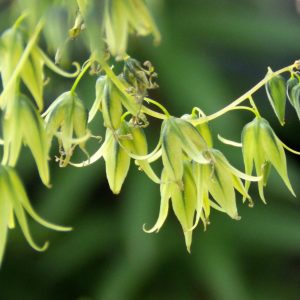 Decaisnea fargesii