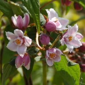 Deutzia calycosa 'Dali'