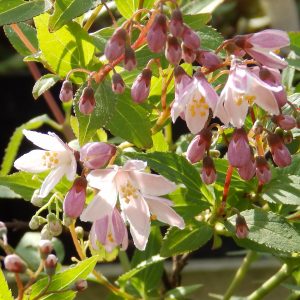 Deutzia x rosea 'Yuki Cherry Blossom'