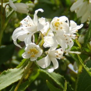 Deutzia x rosea 'Yuki Snowflake'