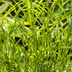 Frangula alnus 'Fine Line'