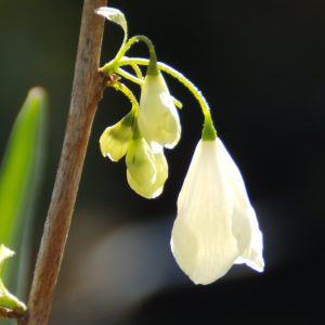 Halesia carolina