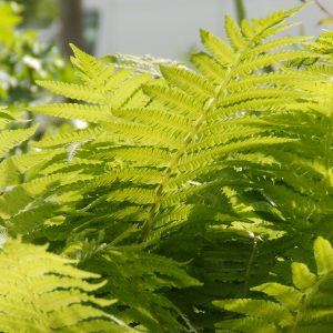 Matteuccia struthiopteris