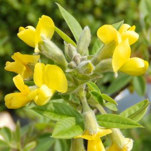 Piptanthus laburnifolia