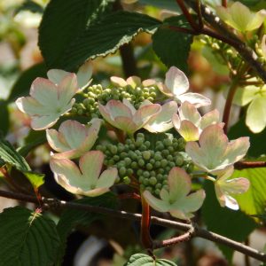 Viburnum plicatum 'Kilimanjaro Sunrise'