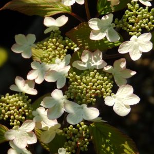 Viburnum plicatum 'Pink Beauty'