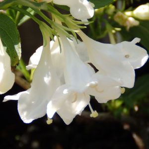 Weigela florida 'Bristol Snowflake'