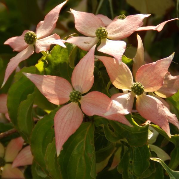 Trees & Shrubs A-E