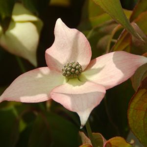 Cornus kousa 'Cappuccino'