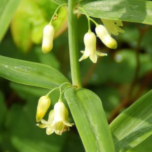 Polygonatum verticilliatum