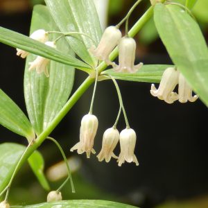 Polygonatum verticilliatum var Rubrum
