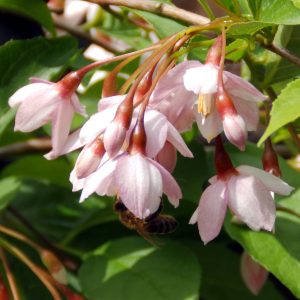 Styrax japonicus 'Pink Chimes'