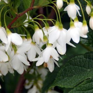 Styrax japonicus 'Snowfall'