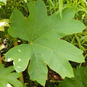 Tetrapanax papyrifer 'Rex'