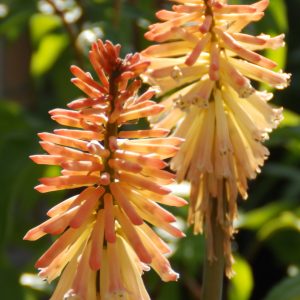 Kniphofia 'Safranvogel'