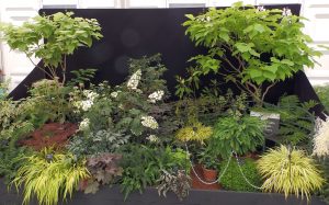 RHS Hampton Court Display 2018