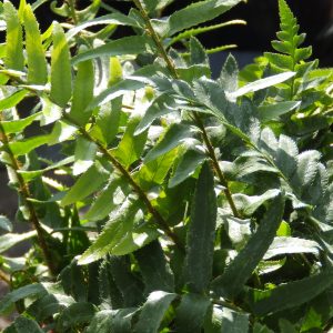 Polystichum munitum