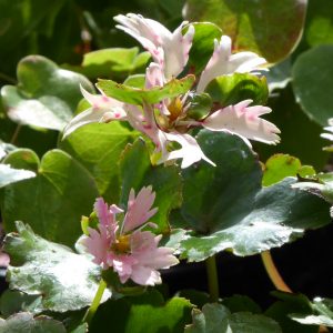 Saxifraga fortunei 'Cheap Confections'