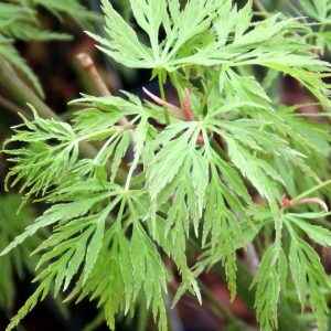 Acer palmatum 'Emerald Lace'