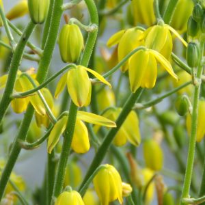 Albuca shawii