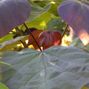 Catalpa erubescens Purpurea