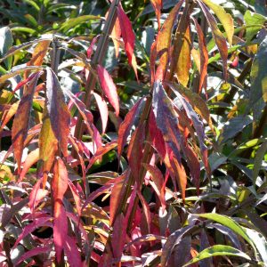Euonymus alatus Blade Runner