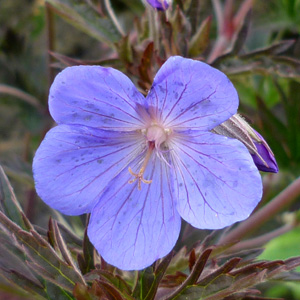 Geranium pratense 'Midnight Reiter'