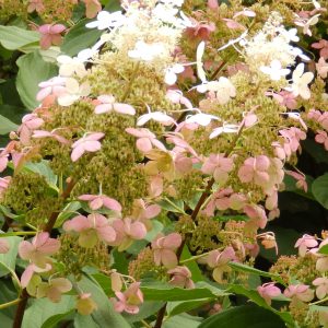 Hydrangea paniculata 'Big Ben'