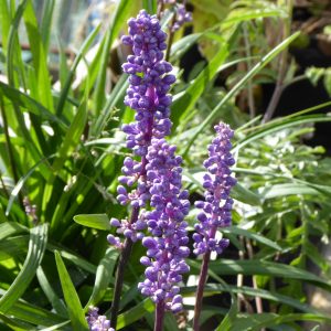 Liriope muscari 'Big Blue'