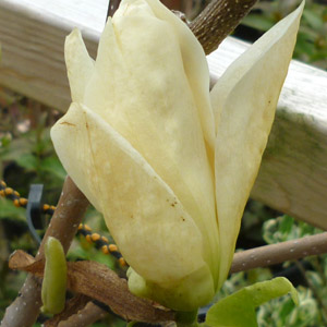 Magnolia 'Yellow Lantern'