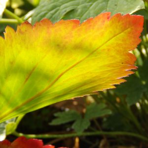 Mukgenia 'Nova Flame'