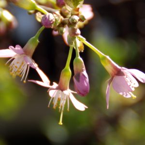 Prunus x incam 'Okame'