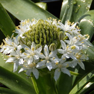 Scilla peruviana 'White Moon'